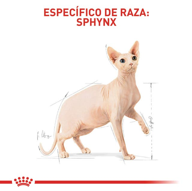 ROYAL CANIN Gato FBN Sphynx 2 kg - Imagen 5