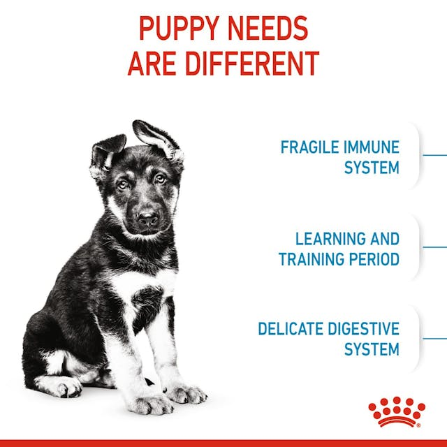 Royal Canin Perro Maxi Puppy - Cachorro - Imagen 6