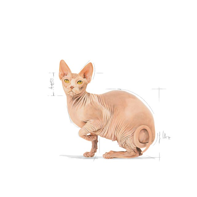 ROYAL CANIN Gato FBN Sphynx 2 kg - Imagen 7