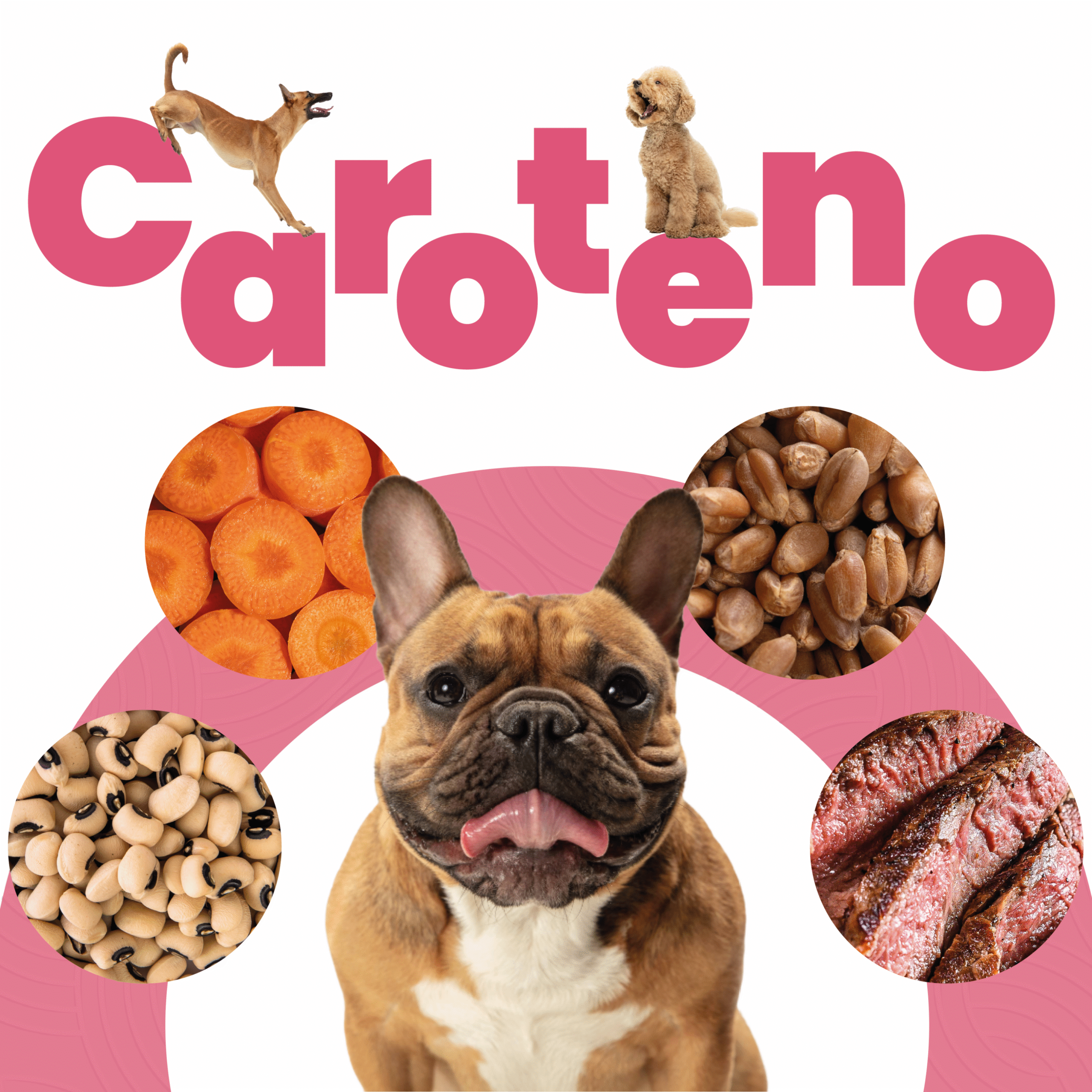 Petmeal – Dieta Cocida Natural de Res con Zanahoria, Caroteno y Fibra (500 g) - Imagen 2