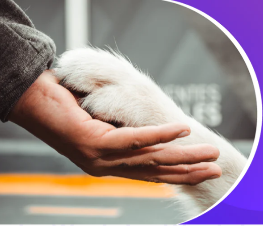 CONSULTA DE VALORACIÓN DE COMPORTAMIENTO CANINO