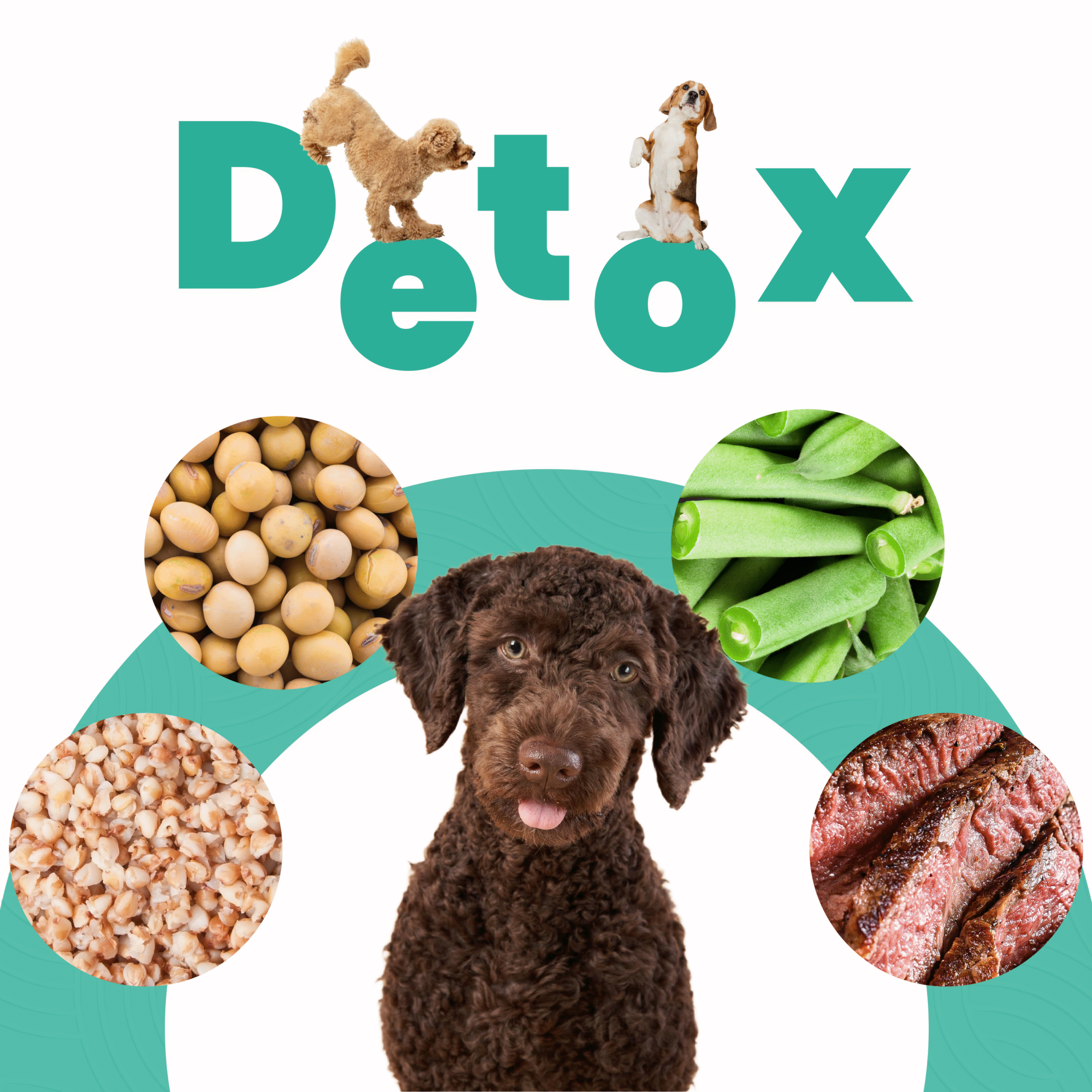 Petmeal – Dieta Cocida Natural Detox Res con Habichuela, Soja y Cuchuco de Trigo (500 g) - Imagen 6