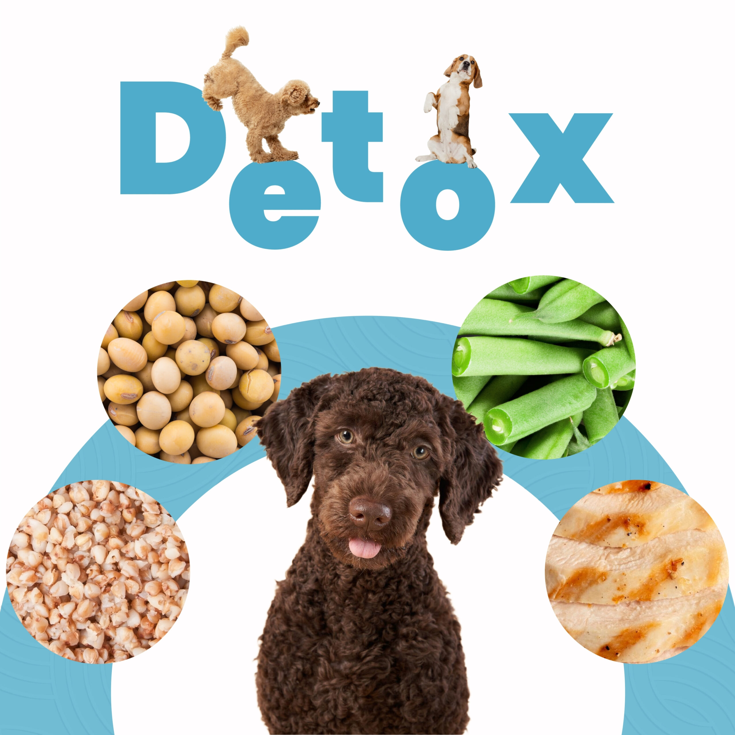 Petmeal Dieta Cocida Natural Perros – Detox Pollo (500 g) - Imagen 3
