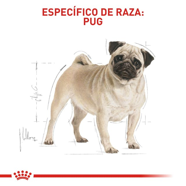 ROYAL CANIN Pug Adulto 3 kg - Imagen 7