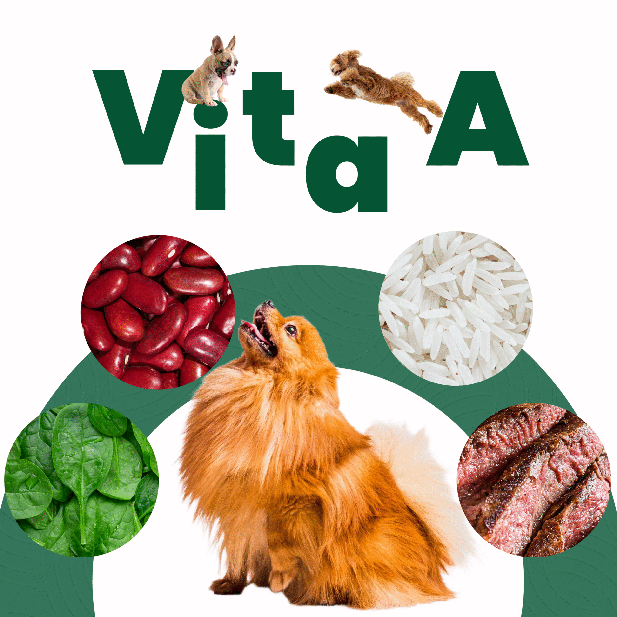 Petmeal – Dieta Cocida Natural Perro Vita A Res con Espinaca, Frijol y Arroz (500 g) - Imagen 5
