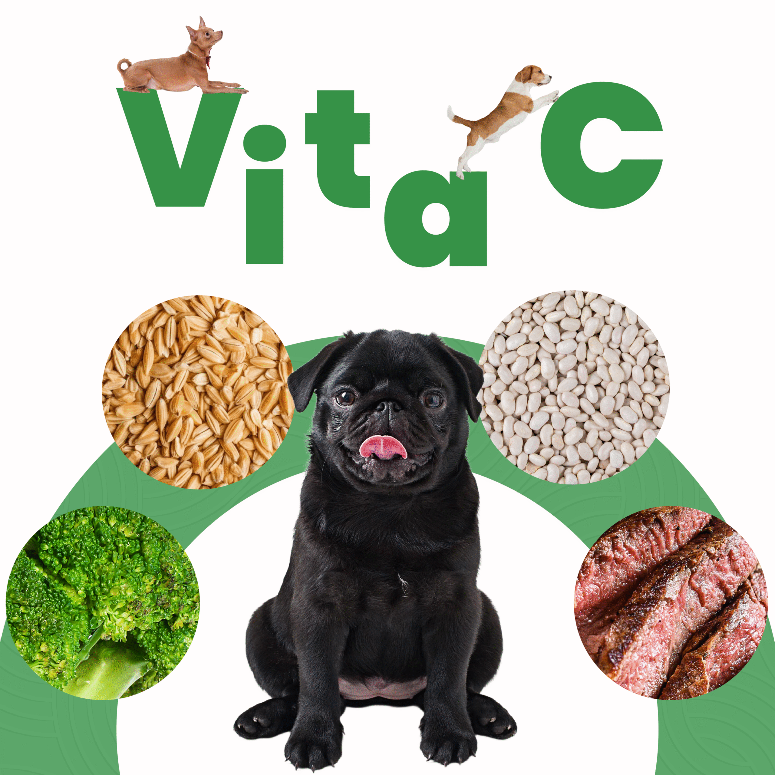Petmeal – Dieta Cocida Natural Perro Vita C Res con Brócoli, Frijol Blanco y Avena (500 g) - Imagen 3