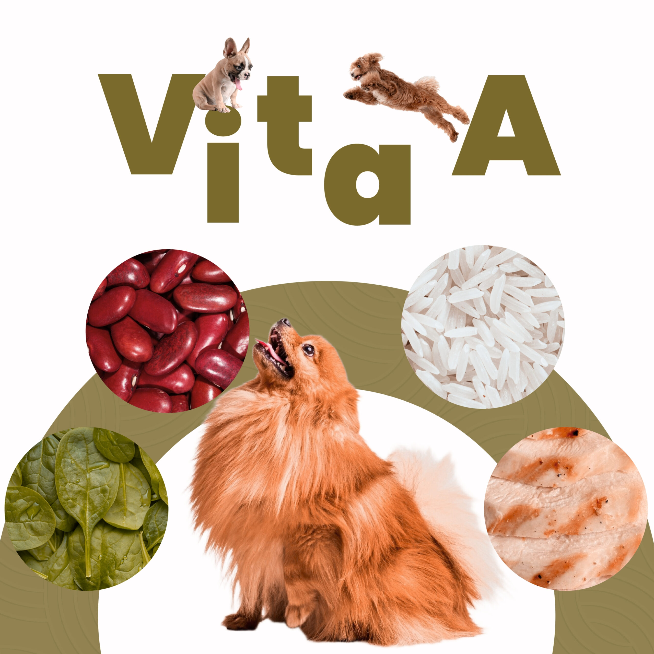 Petmeal Dieta Cocida Natural Perros – Vita A Pollo (500 g) - Imagen 3