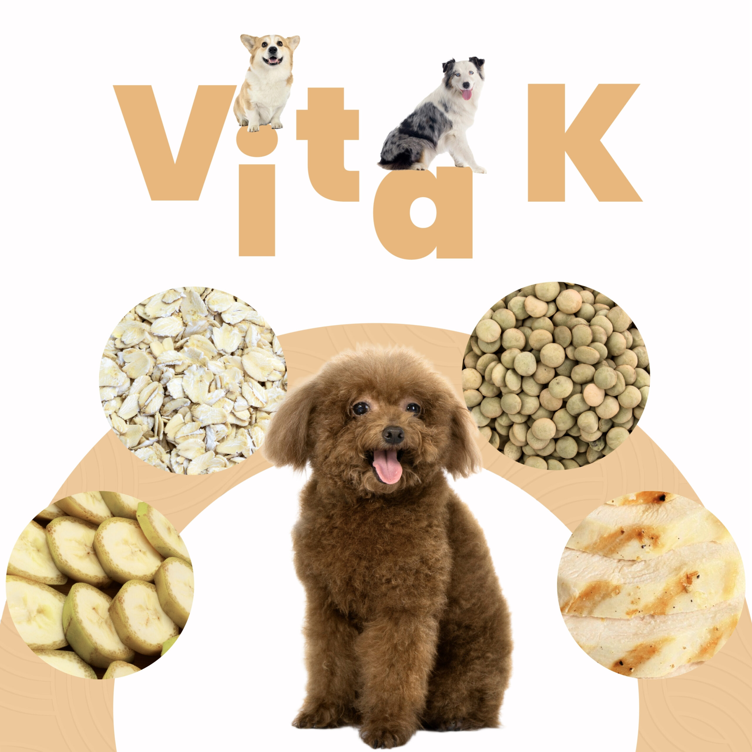 Petmeal Dieta Cocida Natural Perros – Vita K Pollo (500 g) - Imagen 6