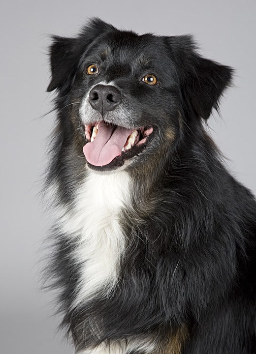 CURSO CANINO DE ADIESTRAMIENTO PERSONALIZADO PARA PERROS JÓVENES Y ADULTOS